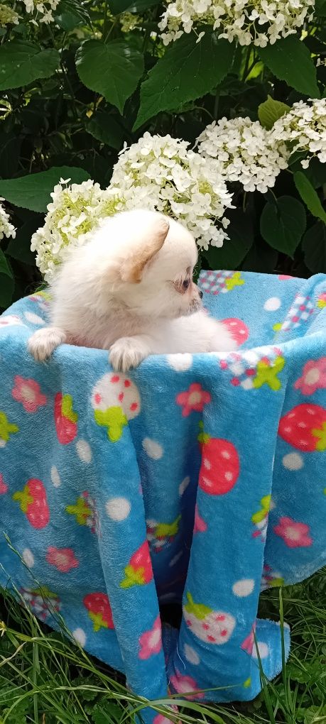Chihuahua suczka długowłosa