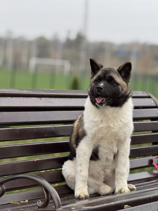 Дівчинка Американська Акіта вік 6 міс