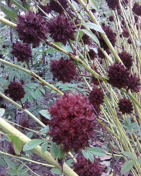 Lukrecja gładka (Glycyrrhiza glabra), nasiona, zioło