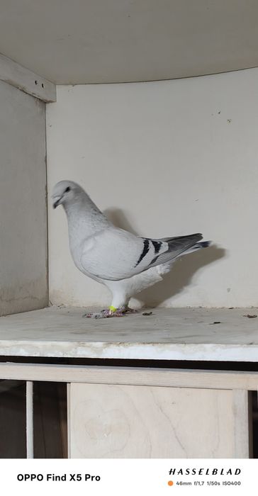 Gołębie pocztowe standardy