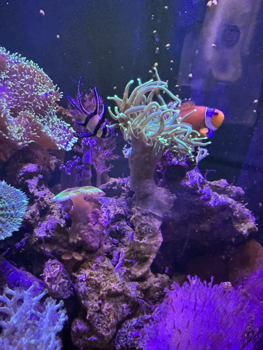 Морський акваріум корали риба клоун креветка