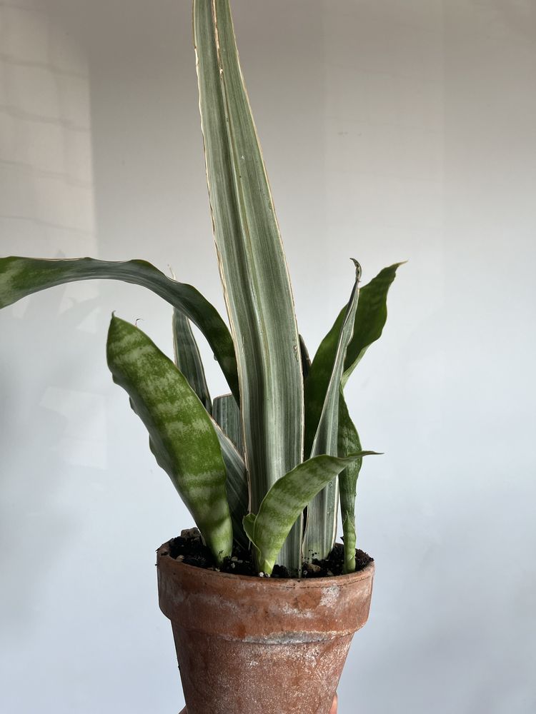 Sansewieria metalica silver siam
