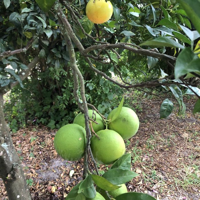 Laranja e limoes