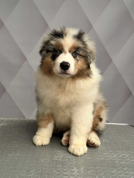 Owczarek australijski typ amerykanski