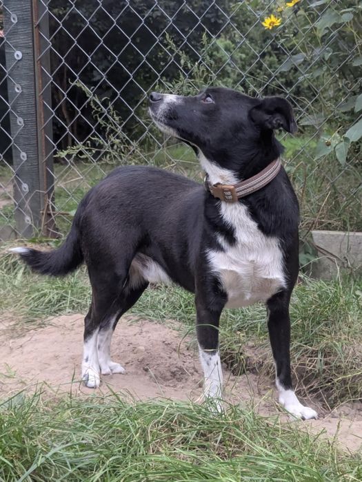 Samiec pilnie szuka domu