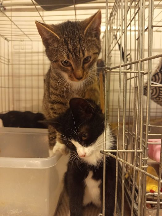 Dwaj bracia szukają domu niewychodzącego