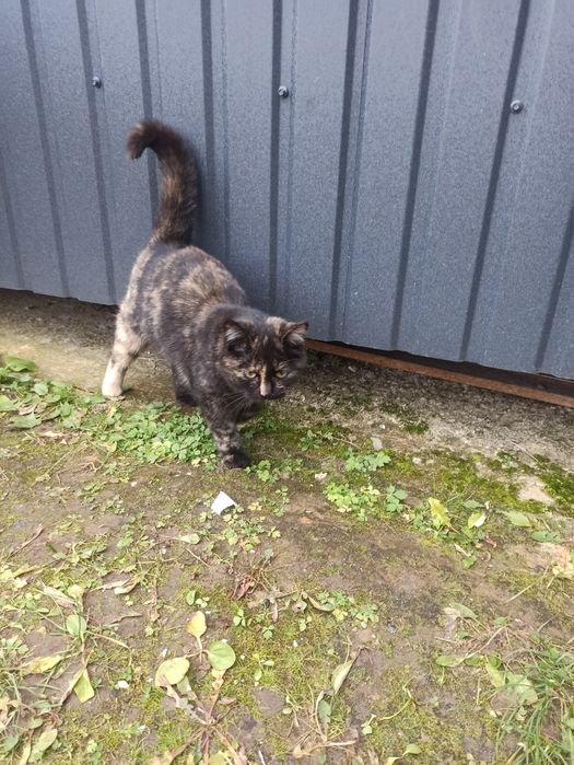 Безкоштовно  в добрі руки