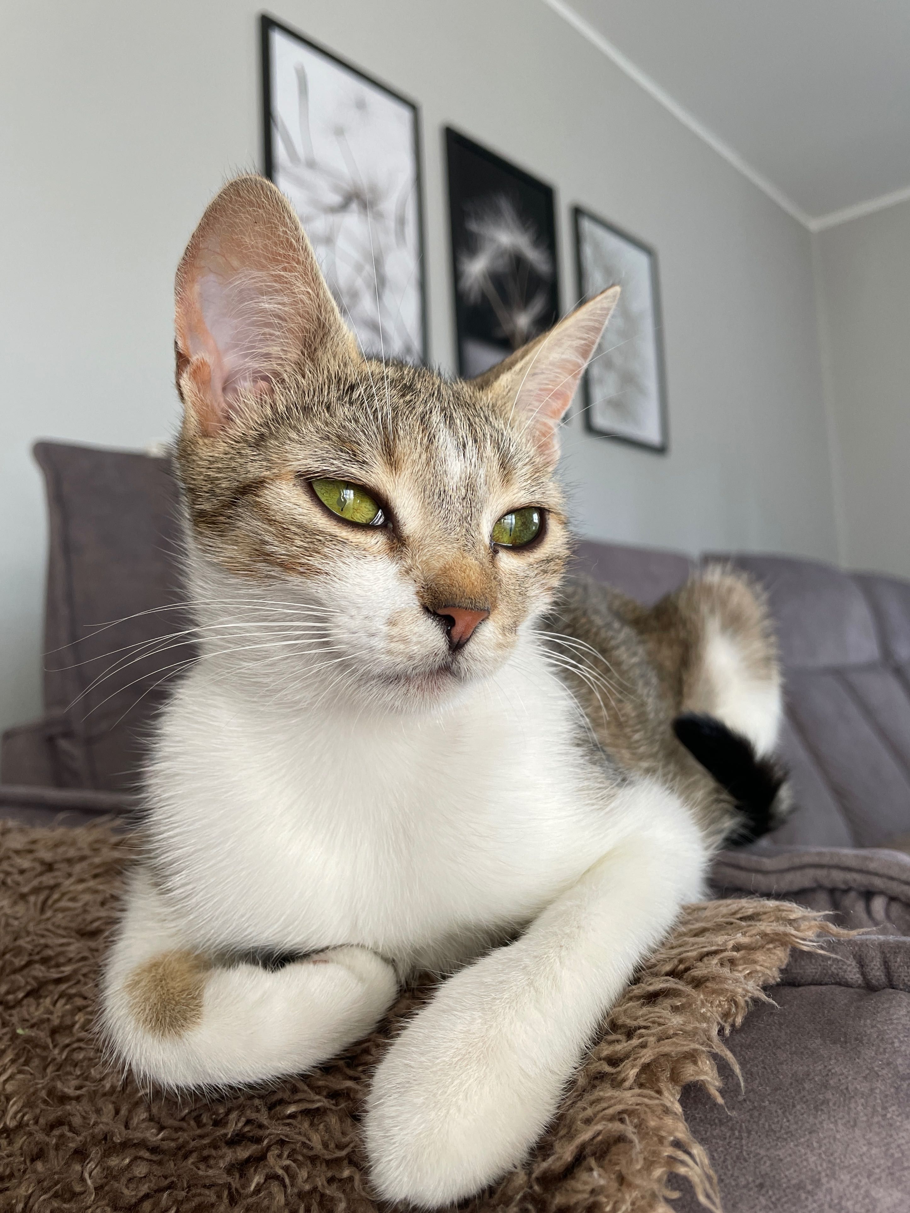 Oddam śliczne kotki do adopcji!