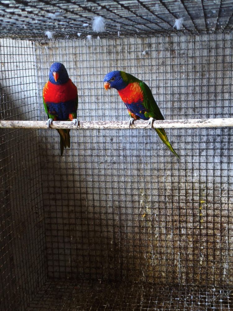 Lóris molucano   ( desistencia das aves )