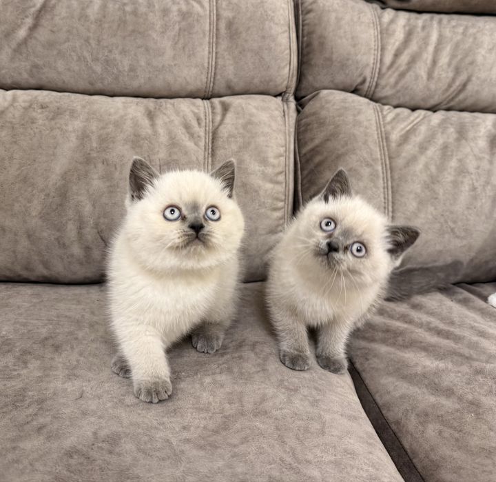 Британські дівчата