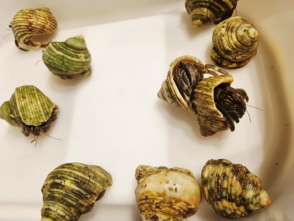 Krab pustelnik ceneobita rugosus