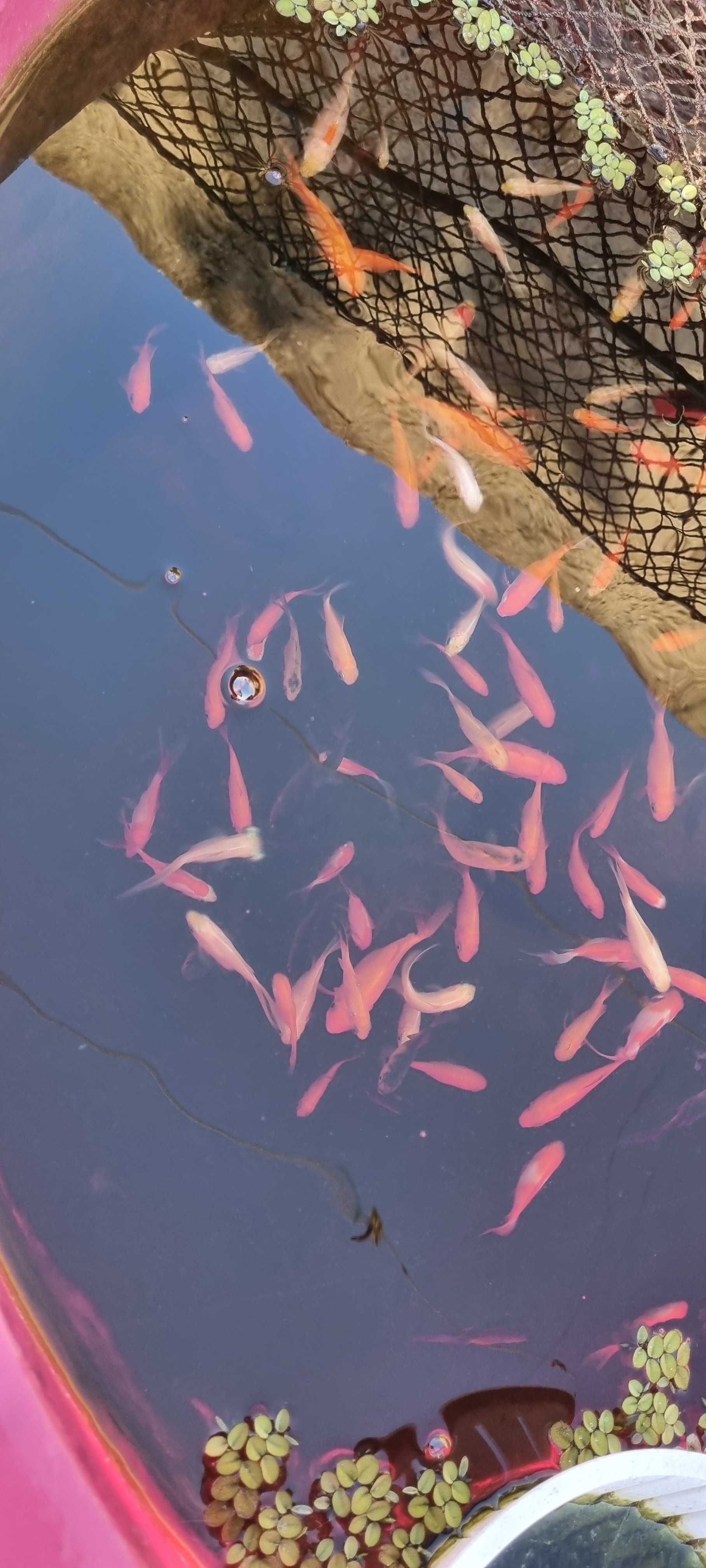 Peixes Cometa - Criados em
Casa - Saudáveis e Bonitos!