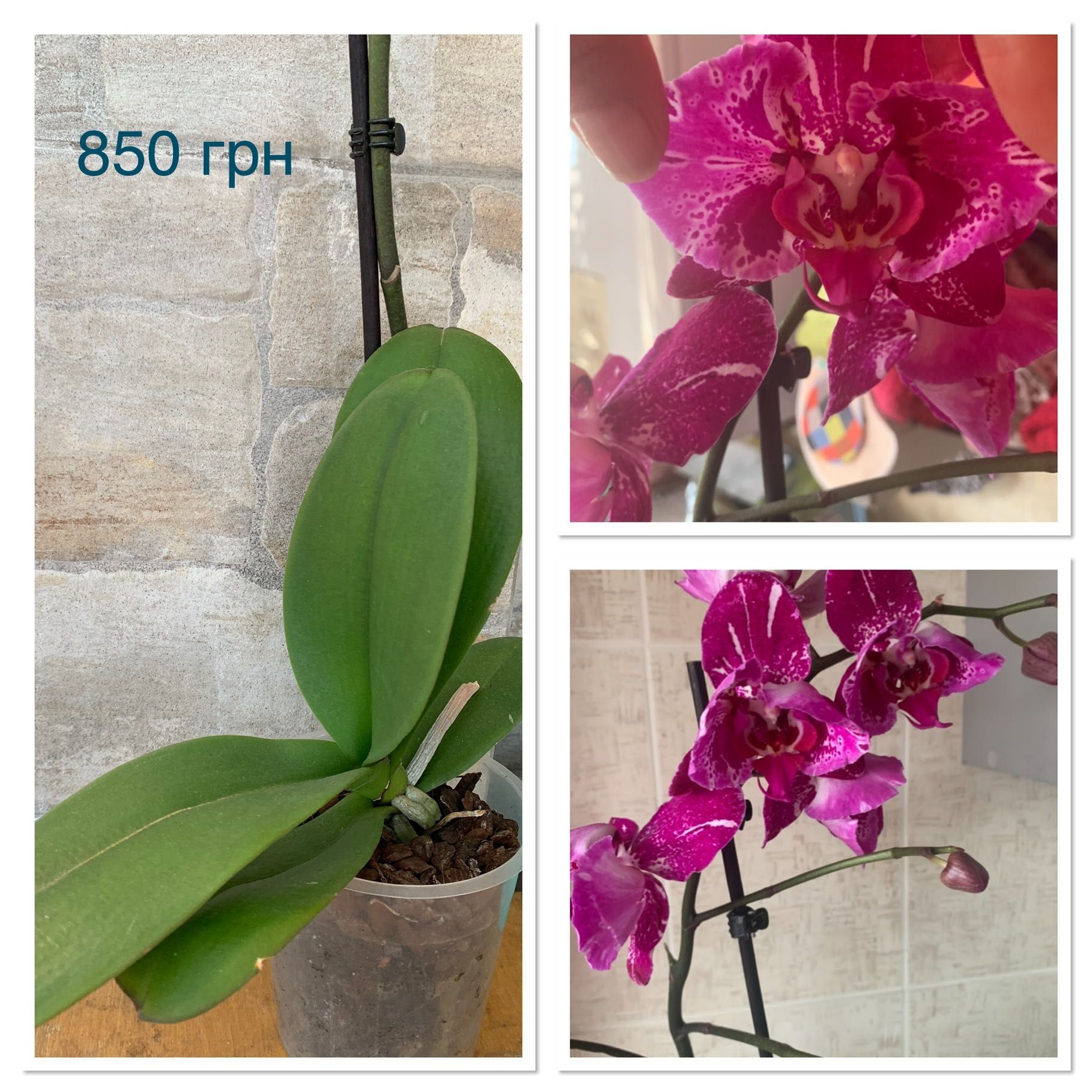 Орхидея фаленопсис Пурпурный ливень пилор, паучок и другие