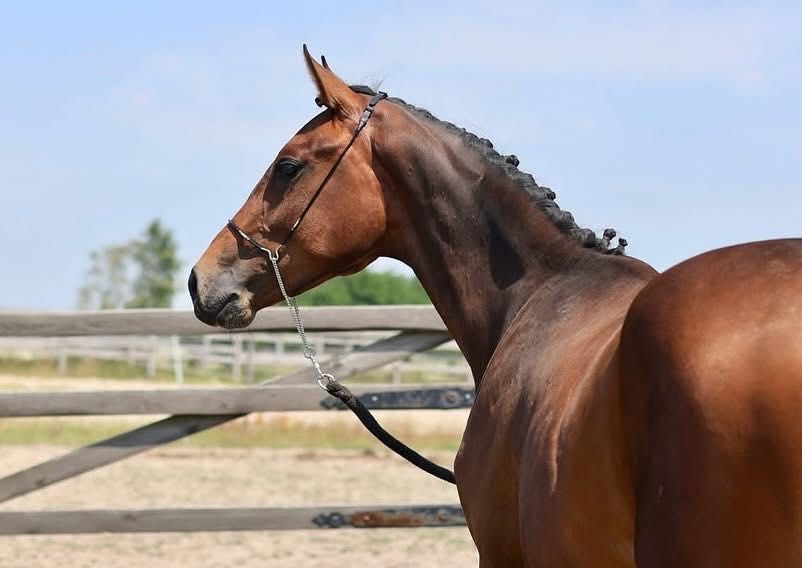 Українська верхова, жеребець в спорт