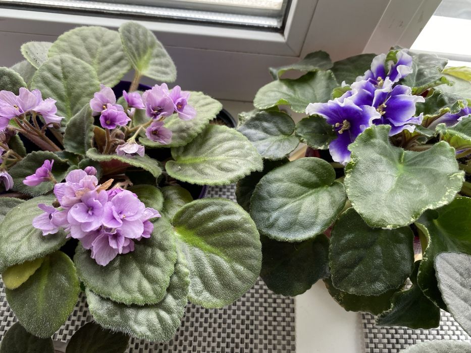 Продам фіалки  листки та самі великі