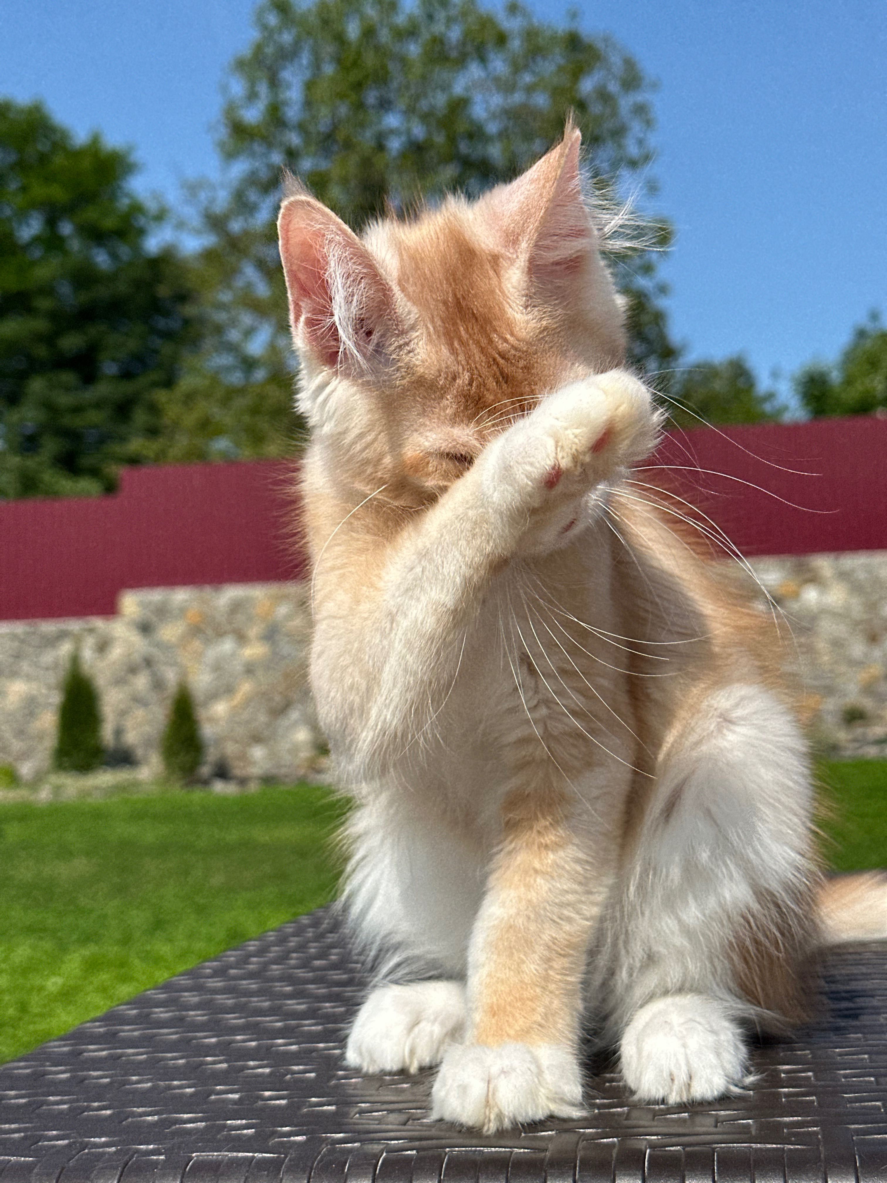 Harvey-kocurek Maine Coon