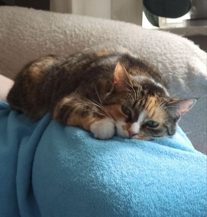 Zaginęła Kotka! Świecie Klasztorna