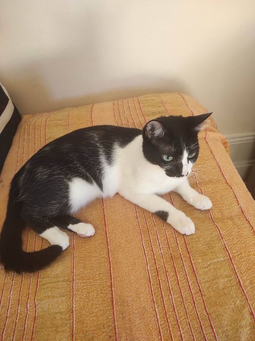 Gata com 1 ano para adoção