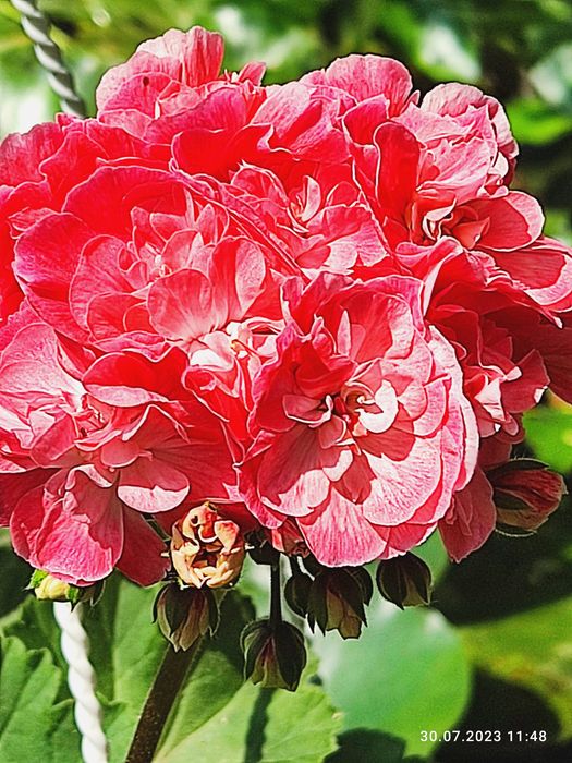 Продаю пеларгонію