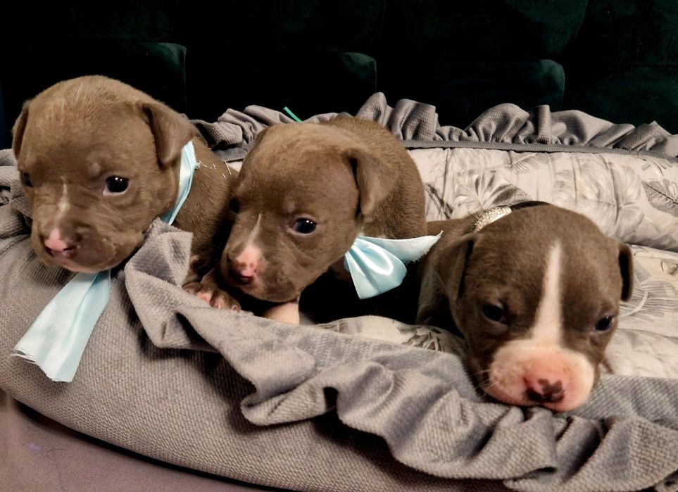 American Staffordshire Terrier Blue