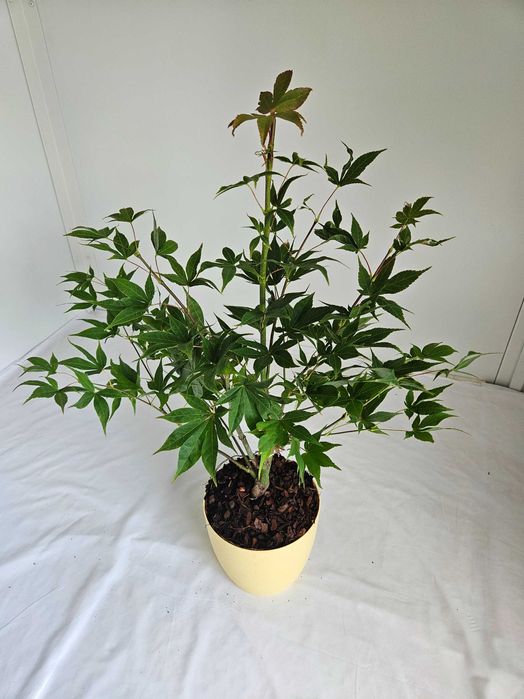 Klon palmowy Osakazuki 75cm C3 – czerwono przebarwiający się