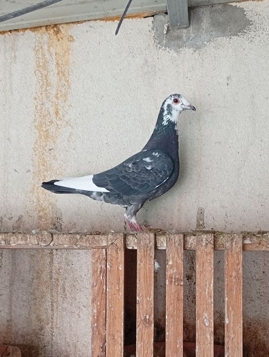 Pombos correios 2025