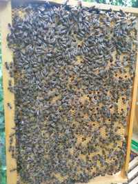 Продам бджолопакети, ціна договірна