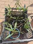 Oleander mix kolor