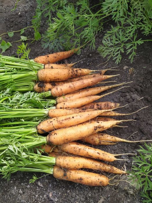 Marchew odpadowa,buraczki czerwone, cebula