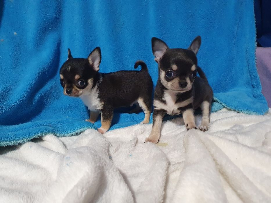 Гладкошерстные братья подпалые