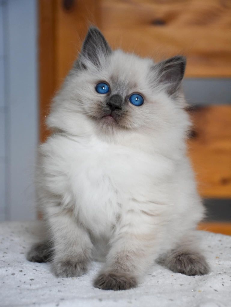 Kotka rasy Ragdoll.