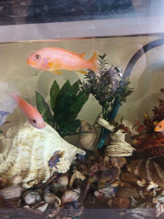 Продам цихлид 4-6 см