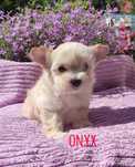 Golddust Yorkshire Terrier, mini York