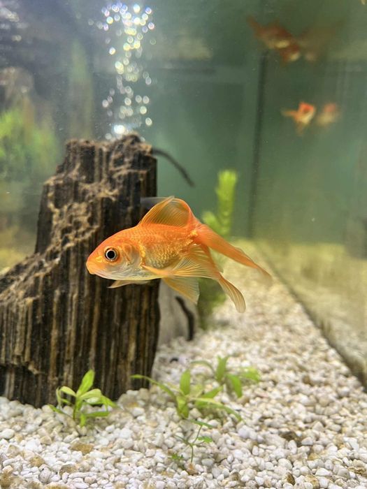 Sprzedam/zamienię welonki