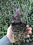 Agastache cana 'Heather Queen' kłosowiec p9
