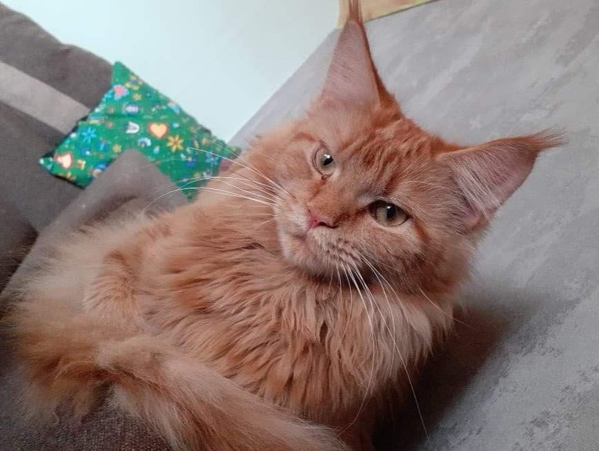 Kocurek maine coon z rodowodem.