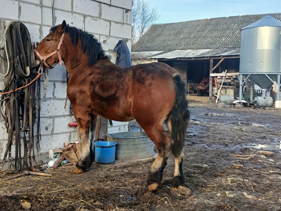Sprzedam ogierka zimnokrwistego