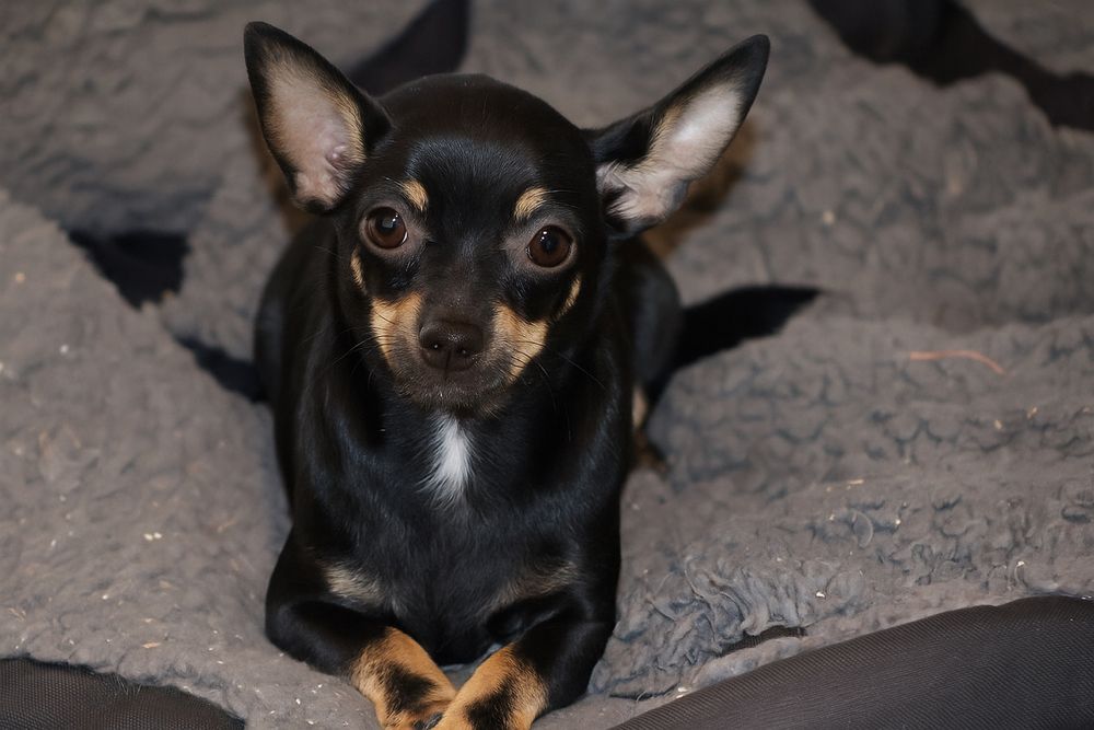 Chihuahua Piesek Czarny Podpalany