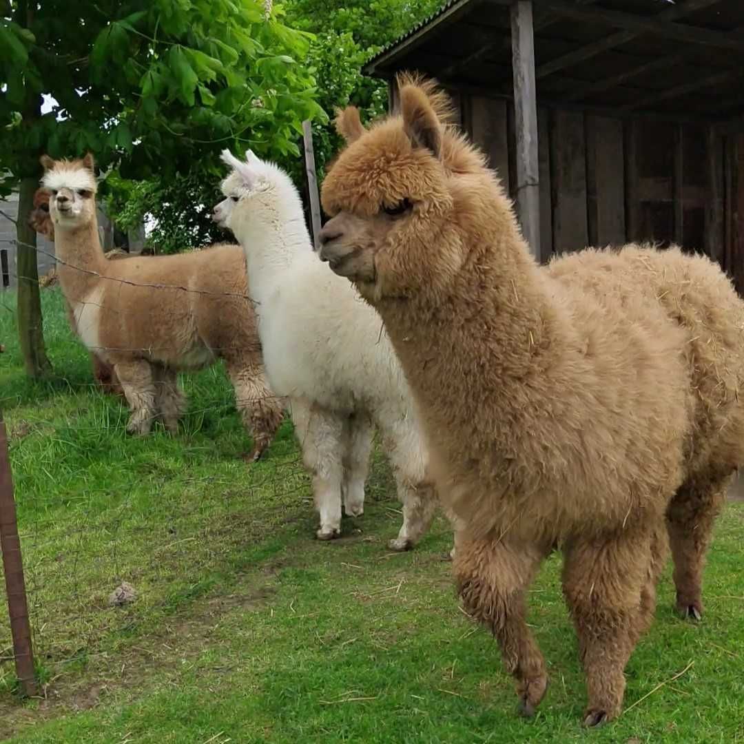 Samiec alpaki, alpaka samczyk