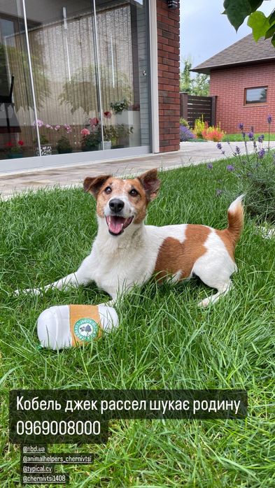 Джек рассел віддається лише у хорошу сімʼю