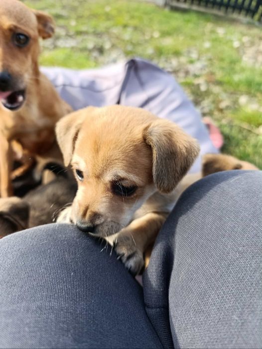 Безкоштовно собачка малої породи