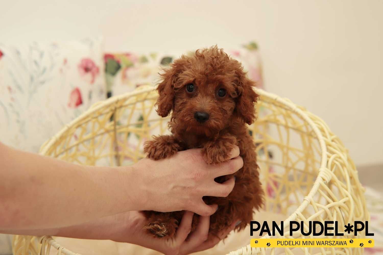 Pudel Toy/Mała Miniaturka Zjawiskowa Suczka Red Brown Czerwona Odbiór
