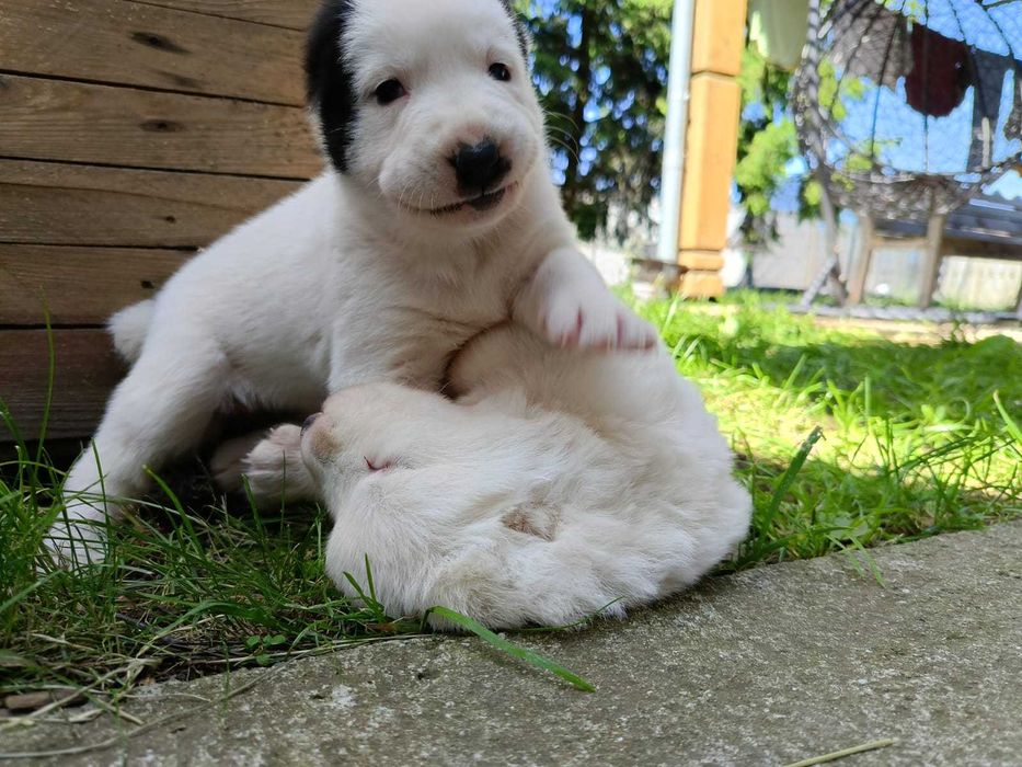 Suczka rasy owczarek środkowoazjatycki azjata