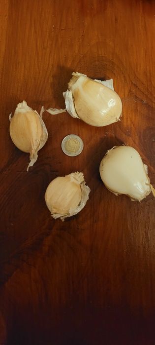 Sprzedam czosnek słoniowy