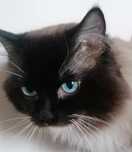 Reproduktor rasy Ragdoll
