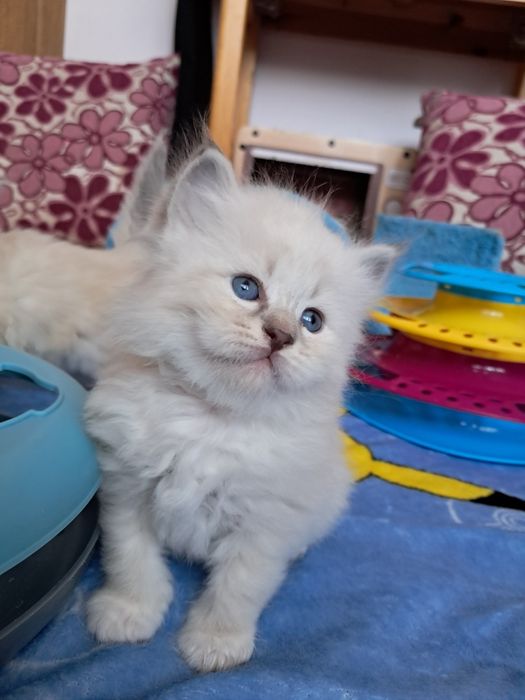 Kocięta Neva Masquerade