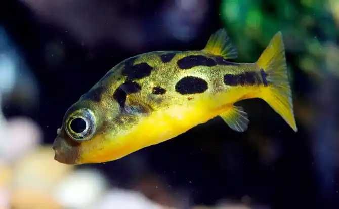 Kolcobrzuch karłowaty - Carinotetraodon travancoricus - Nadymka dowóz
