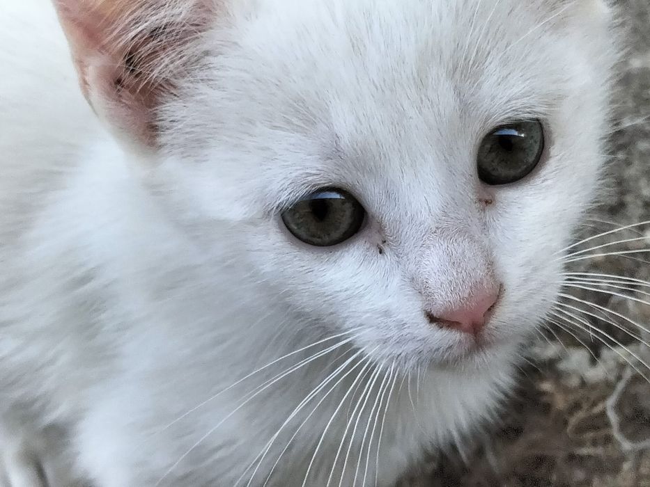 Dão-se gatinhos.