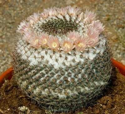 Кактуси, сукуленти, мамілярія хіоноцефала (сніжнобілоголова)