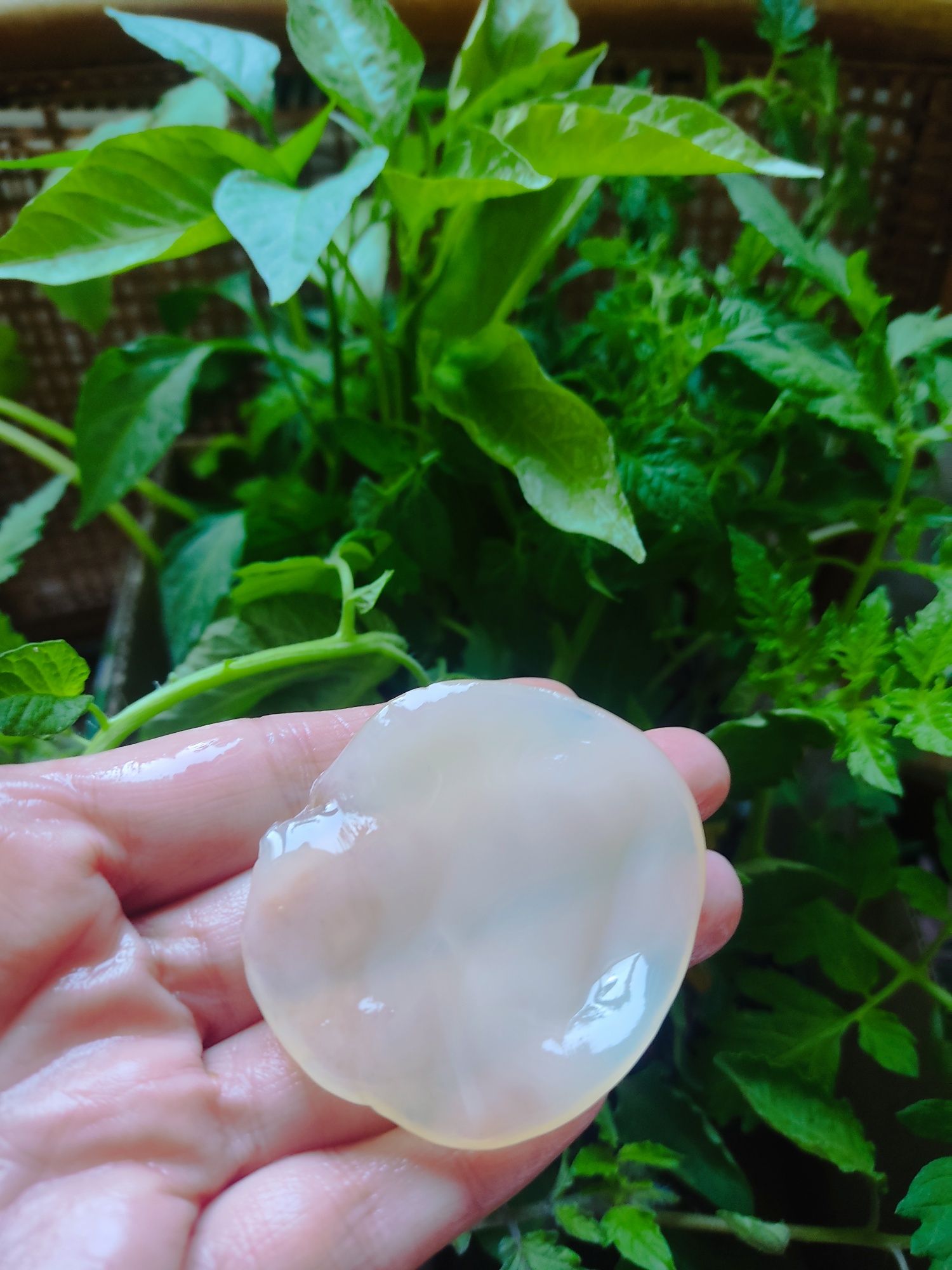 Świeży Scoby, grzybek herbaciany, ekologiczny, starter kombucha